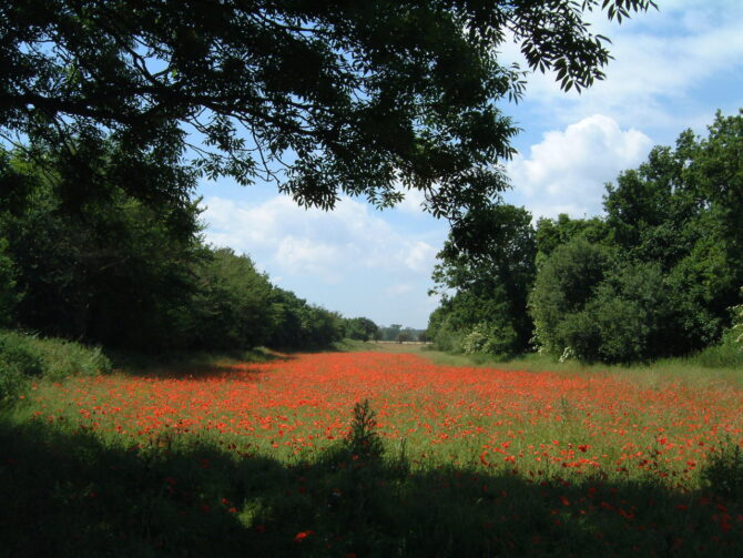 Landscape view of poppies